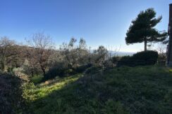 IMG_1616